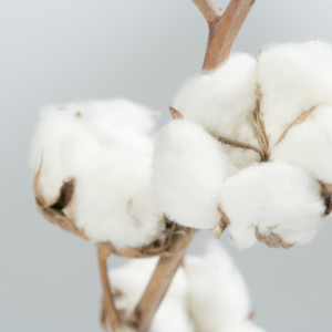 Cotton